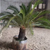 دو عدد گل سیکاس اصیل مرغوب و سرحال و متفاوت