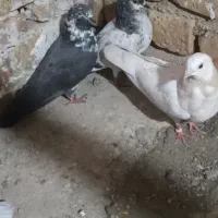 کبوتر تهرانی زور دار|پرنده|قصرشیرین, |دیوار