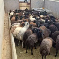 جایگاه عرضه دام زنده تحویل در محل حضوری شبانه روزی|حیوانات مزرعه|کرج, گلشهر|دیوار