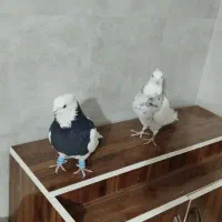 کبوتر ،طوقی پالخت کاکولی|پرنده|داران, |دیوار