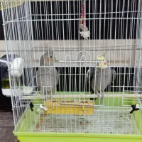 عروس هلندی سالم|پرنده|حویق, |دیوار