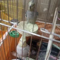 عروس هلندی سخنگو دستی