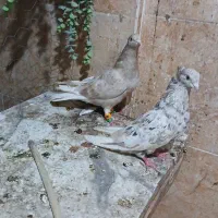 نرکوهی کرم