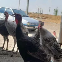 بوقلمون