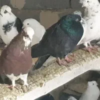 کبوتر|پرنده|تفت, |دیوار