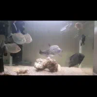 فروش ماهی مانستر و اکواریوم درجه 1|ماهی|ساری, |دیوار