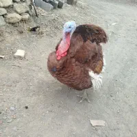 بوقلمون نر|حیوانات مزرعه|سنندج, |دیوار