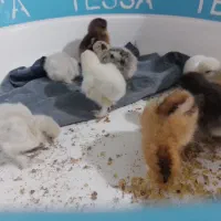 جوجه کوشین  معاوضه هم میشه   چیزی بکارم بیاد|حیوانات مزرعه|خوش‌رودپی, |دیوار