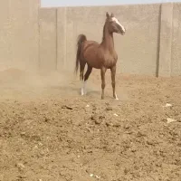 مادیان.کره شاهزاده سین