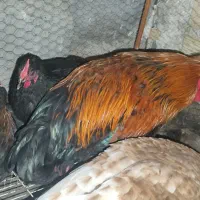 مرغ خروس سیاه بوقلمون نر|حیوانات مزرعه|مشهد, خواجه ربیع|دیوار