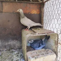 2جفت ای.پرودم کوتاه.معاوضع با مرغ و خروس