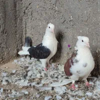 کبوتر پرشی رنگی|پرنده|قم, نیروگاه|دیوار