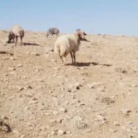 قورچ داشتی|حیوانات مزرعه|الشتر, |دیوار
