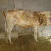 گوساله نر آلمانی و گاو و گوساله آلمانی|حیوانات مزرعه|رامشیر, |دیوار