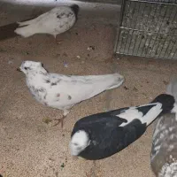 کبوتر های پرشی بالا تضمینی