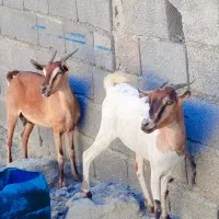 بز دوقلوزا|حیوانات مزرعه|چابهار, |دیوار