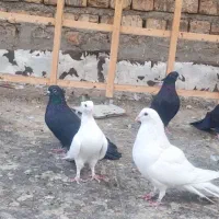 دمگیر سیا و سفید