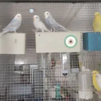 قناری|پرنده|داراب, |دیوار