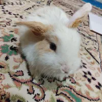 خرگوش لوپ کوچولو|موش و خرگوش|زاهدان, |دیوار