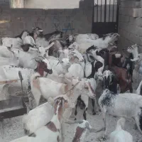 گوسفند فروشی