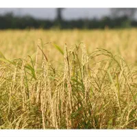 فروش زمین کشاورزی|اجارهٔ دفتر صنعتی، کشاورزی، تجاری|شفت, |دیوار