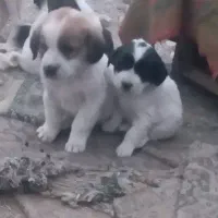 توله قدریجانی|سگ|گلپایگان, |دیوار