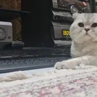 گربه نر اسکاتیش فولد سیلور کد ns11|گربه|کرج, گلشهر|دیوار