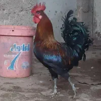 تخم مرغ نطفه دار|حیوانات مزرعه|جهرم, |دیوار