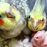 عروس هلندی