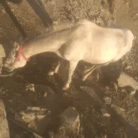 اسب|اسب و تجهیزات اسبسواری|سرشیو, |دیوار