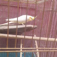 دوعدد عروس هلندی  نر معاوضه با ماده|پرنده|خوسف, |دیوار