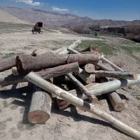 حرص درختان تر وخشک  پخش گود