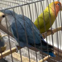 طوطی برزیلی مولد