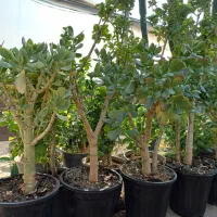 بنسای کراسولا یشم|گل و گیاه طبیعی|کرمانشاه, |دیوار