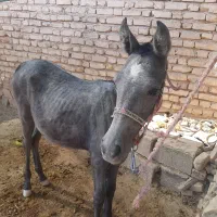 کره اسب|اسب و تجهیزات اسب‌سواری|مرودشت, تخت جمشید|دیوار