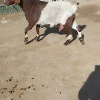 شاه بز دورگ پاکستانی خوشگل همراه بادوراس بزغاله