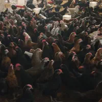 جوجه مرغ وخروس محلی