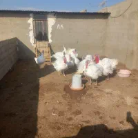 بوقلمون جوان همه جوجن