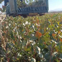 نهال پسته،گلدانی|خدمات باغبانی و درختکاری|قم, ولیعصر|دیوار