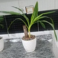 گل طبیعی|گل و گیاه طبیعی|نیشابور, ابراهیمی|دیوار