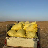 کنجد دیمه کاملا ارگانیک|عمدهفروشی|نصر آباد, |دیوار