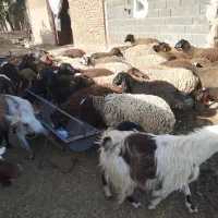 میش بره. دار