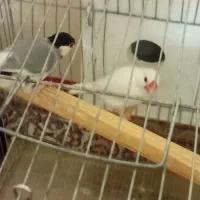 فنچ نرگسی جفت