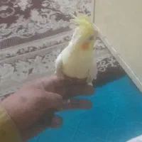 عروس ماده