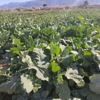 سر و خود شلغم|حراج|بیرجند, |دیوار