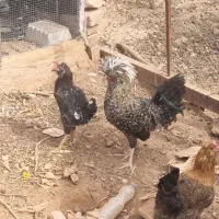 مرغ وخروس وطوطی برزیلی