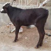 گاو قرمزگوساله ماده دورگه|حیوانات مزرعه|بروجرد, |دیوار