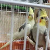 عروس هلندی جفت و جوجه