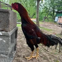 خروس لاری جوان