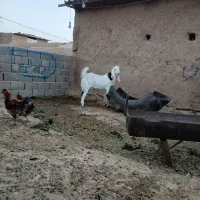 بره قوچی|حیوانات مزرعه|نصر آباد, |دیوار